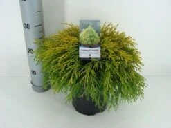 Cypres (Chamaecyparis Pisifera 'Filifera Aurea') -Groene Boom Winkel chamaecyparis pis. filifera aurea c3 m