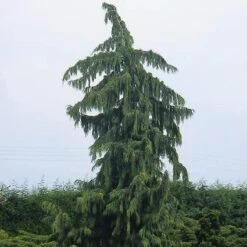 Cypres (Chamaecyparis Nootkatensis 'Pendula') -Groene Boom Winkel chnpendu 4