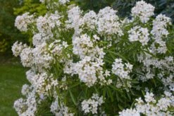 Choisya (Choisya 'Aztec Pearl')