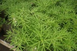 Nieuwe uitgaven -Groene Boom Winkel choisya aztec pearl 1