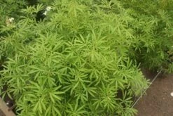 Choisya (Choisya 'Aztec Pearl') -Groene Boom Winkel choisya aztec pearl 2