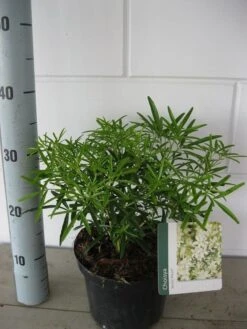 Choisya (Choisya 'Aztec Pearl') -Groene Boom Winkel choisya aztec pearl c3 september