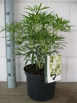 Choisya (Choisya 'Aztec Pearl') -Groene Boom Winkel choisya aztec pearl c5 10 08 2018