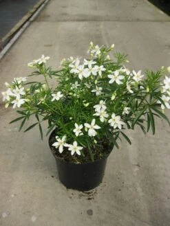 Choisya (Choisya 'Aztec Pearl') -Groene Boom Winkel choisya aztec pearl c5 20 04 2018