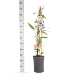 Bosrank, Groenblijvend (Clematis Armandii 'Apple Blossom') -Groene Boom Winkel clematis apelblossom 1.00 1.25