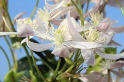 Bosrank, Groenblijvend (Clematis Armandii 'Apple Blossom') -Groene Boom Winkel clematis armandii apple blossom 1