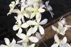 Bosrank, Groenblijvend (Clematis Armandii 'Apple Blossom') -Groene Boom Winkel clematis armandii apple blossom 2