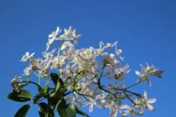 Bosrank, Groenblijvend (Clematis Armandii 'Apple Blossom') -Groene Boom Winkel clematis armandii apple blossom 4
