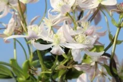 Bosrank, Groenblijvend (Clematis Armandii 'Apple Blossom') -Groene Boom Winkel clematis armandii apple blossom 5