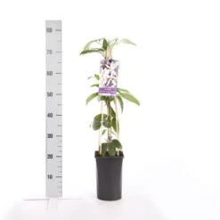 Bosrank, Groenblijvend (Clematis Armandii 'Apple Blossom') -Groene Boom Winkel clematis armandii apple blossom