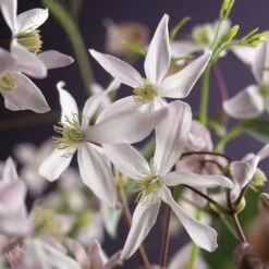 Bosrank, Groenblijvend (Clematis Armandii 'Apple Blossom') -Groene Boom Winkel clematis armandii apple blossom 2