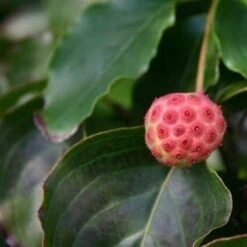 Kornoelje (Cornus Kousa 'China Girl') 28 Kornoelje (Cornus Kousa 'China Girl') -Groene Boom Winkel cornus kousa china girl