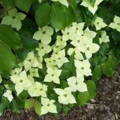 Kornoelje (Cornus Kousa 'Schmetterling')