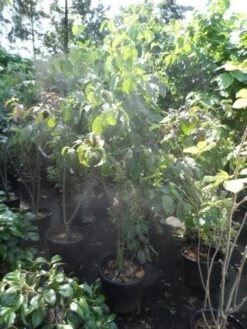 Veelbloemige Kornoelje (Cornus Florida 'Cloud Nine') -Groene Boom Winkel cornus florida 150 175 200 c50 1