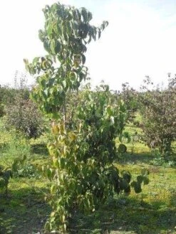 Veelbloemige Kornoelje (Cornus Florida 'Cloud Nine') -Groene Boom Winkel cornus florida 180