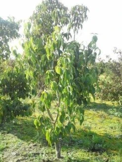 Veelbloemige Kornoelje (Cornus Florida 'Cloud Nine') -Groene Boom Winkel cornus florida 180 3