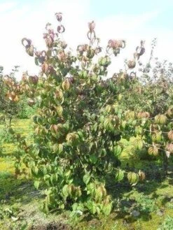 Kornoelje (Cornus Kousa 'China Girl') 23 Kornoelje (Cornus Kousa 'China Girl') -Groene Boom Winkel cornus kousa 180 2