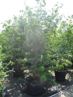 Kornoelje (Cornus Kousa 'China Girl') 24 Kornoelje (Cornus Kousa 'China Girl') -Groene Boom Winkel cornus kousa china girl 200 250 c90