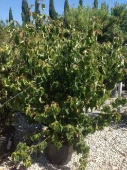 Japanse Kornoelje (Cornus Kousa 'Weisse Fontaine') -Groene Boom Winkel cornuskousa125