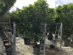 Japanse Kornoelje (Cornus Kousa 'Weisse Fontaine') -Groene Boom Winkel cornuskousa175