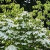 Meerstammige Kornoelje (Cornus Kousa 'Milky Way') -Groene Boom Winkel cornuskousamilkyway01