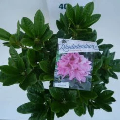 Rhododendron (Rhododendron 'Cosmopolitan') -Groene Boom Winkel cosmopolitan c5 boven