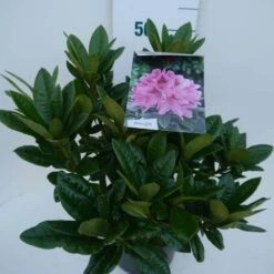 Rhododendron (Rhododendron 'Cosmopolitan') -Groene Boom Winkel cosmopolitan c5 zij