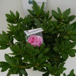 Rhododendron (Rhododendron 'Cosmopolitan') -Groene Boom Winkel cosmopolitan c7.5 boven