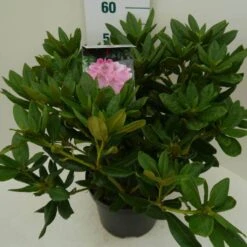 Rhododendron (Rhododendron 'Cosmopolitan') -Groene Boom Winkel cosmopolitan c7.5 zij