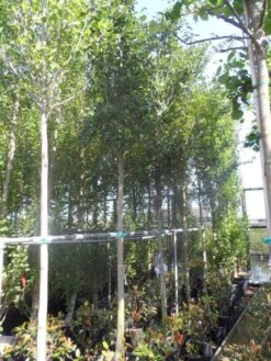 Meidoorn Als Boom (Crataegus Lavallei 'Carrierei') -Groene Boom Winkel crataegus lavallei carrierei 14 16ho cont