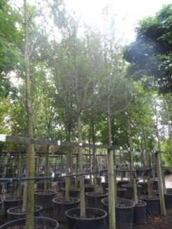 Rode Meidoorn (Crataegus Laevigata 'Paul's Scarlet') -Groene Boom Winkel crataegus media paul s scarlet 25 30ho c350 1