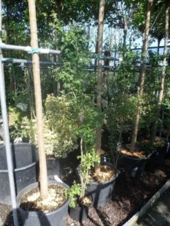 Meidoorn Als Boom (Crataegus Monogyna 'Stricta') 5 Meidoorn Als Boom (Crataegus Monogyna 'Stricta') -Groene Boom Winkel crataegus monogyna 125 150 175 c7