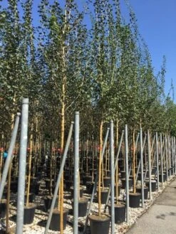 Rode Meidoorn (Crataegus Laevigata 'Paul's Scarlet') -Groene Boom Winkel crataegus paul scarlet