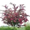Rode Meidoorn (Crataegus Laevigata 'Paul's Scarlet') 15 Rode Meidoorn (Crataegus Laevigata 'Paul's Scarlet') -Groene Boom Winkel crataegus x media paul s scarlet01