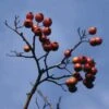 Meidoorn Als Boom (Crataegus Lavallei 'Carrierei') -Groene Boom Winkel crlcarri 11