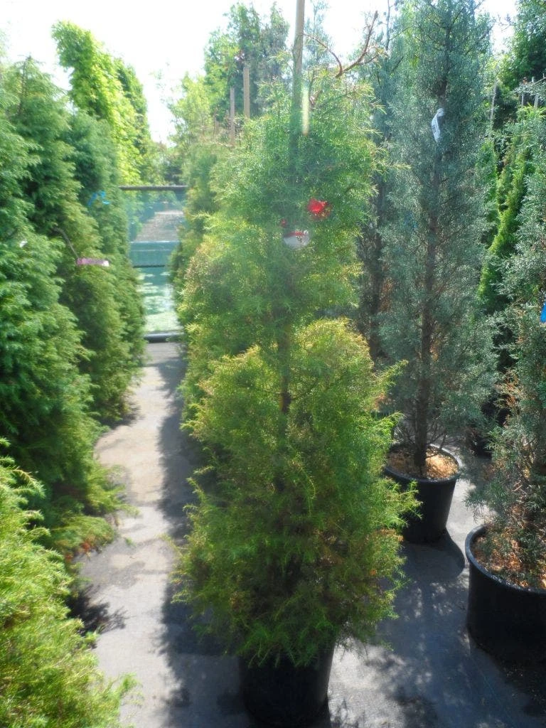 Sikkelden (Cryptomeria Japonica 'Elegans') 7 Sikkelden (Cryptomeria Japonica 'Elegans') - Afbeelding 7