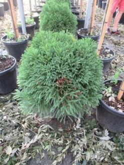 Sikkelden (Cryptomeria Japonica 'Globosa Nana') -Groene Boom Winkel cryptomeria japonica globosa nana