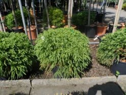 Sikkelden (Cryptomeria Japonica 'Globosa Nana') -Groene Boom Winkel cryptomeria japonica globosa nana 30 40 50 cont