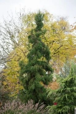 Sikkelden (Cryptomeria Japonica 'Rasen') -Groene Boom Winkel cryptomeria japonica rasen 1