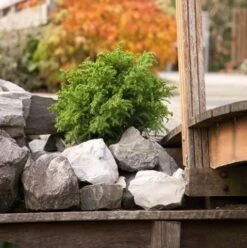 Japanse Dwergcipres (Cryptomeria Japonica 'Vilmoriniana') -Groene Boom Winkel cryptomeria japonica vilmoriniana