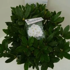 Rhododendron (Rhododendron 'Cunningham White') -Groene Boom Winkel cun. white c7.5 boven