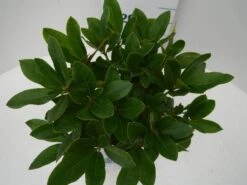 Rhododendron (Rhododendron 'Cunningham White') -Groene Boom Winkel cun white c2 boven