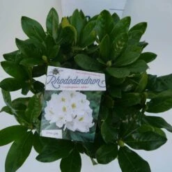 Rhododendron (Rhododendron 'Cunningham White') -Groene Boom Winkel cun white c5 boven