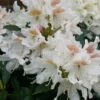 Rhododendron (Rhododendron 'Cunningham White') -Groene Boom Winkel cunninghamwhite01