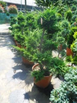 Cupressocyparis Als Bonsai (Cupressocyparis Leylandii 'Castlewellan Gold' ) 7 Cupressocyparis Als Bonsai (Cupressocyparis Leylandii 'Castlewellan Gold' ) -Groene Boom Winkel cupressocyparis leylandii bonsai 100 125 c70