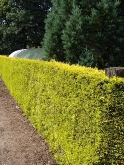 Gele Haagconifeer (Cupressocyparis Leylandii 'Gold Rider') -Groene Boom Winkel cupressocyparis leylandii gold rider