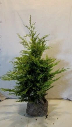 Gele Haagconifeer (Cupressocyparis Leylandii 'Gold Rider') -Groene Boom Winkel cupressulgoldrider080 100