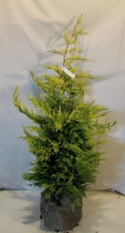 Gele Haagconifeer (Cupressocyparis Leylandii 'Gold Rider') -Groene Boom Winkel cupressulgoldrider100 125