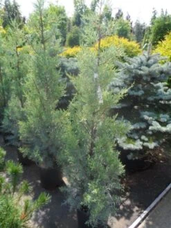 Cipres (Cupressus Arizonica 'Glauca') -Groene Boom Winkel cupressus arizonica glauca 100 125 1