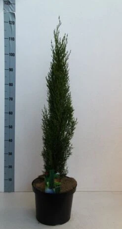 Italiaanse Cipres (Cupressus Sempervirens 'Totem') -Groene Boom Winkel cupressus semp totem 80 100 cm co. 10l kopie 2 1